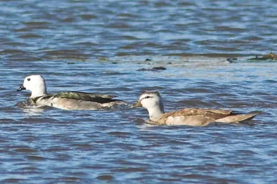 Cotton Pygmy Goose