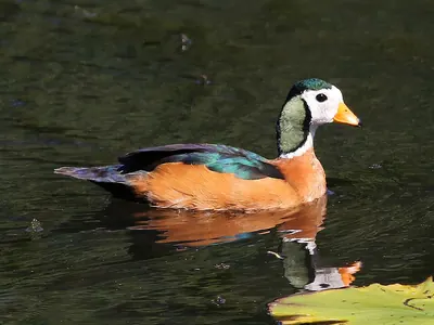 Pygmy Goose