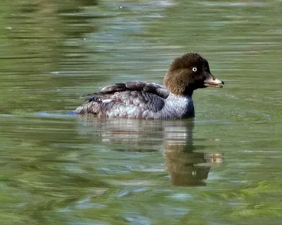 Barrow's Goldeneye