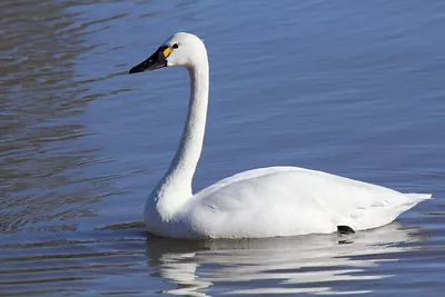 Bewick's Swan