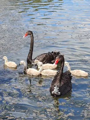 Black swan