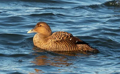 Common Eider