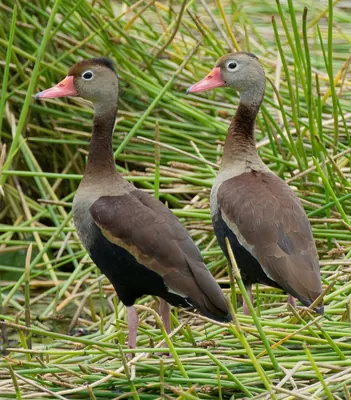 Black-bellied Whistling Duck