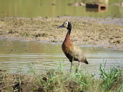 White-faced Whistling-duck