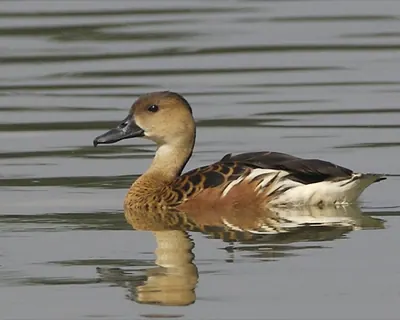 Wandering Whistling-Duck