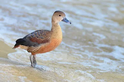 Lesser Whistling Duck