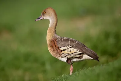 Grass Whistling Duck