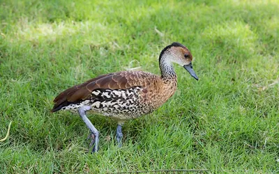 Dendrocygne des Antilles