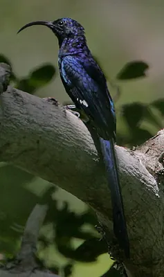 Common Scimitar-bill