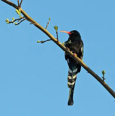 Green Woodhoopoe