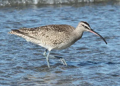 Hudsonian Whimbrel