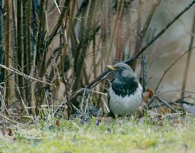 Black-throated Dark-throated Thrush