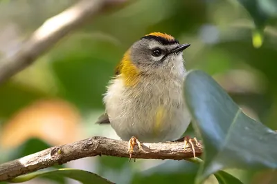 Madeiran Kinglet