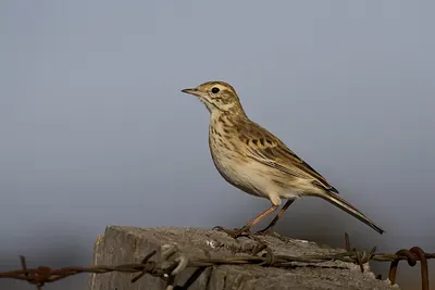 Australian Pipit