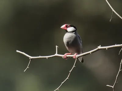 Java Sparrow