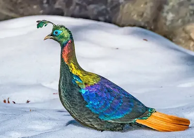 Rostschwanzmonal