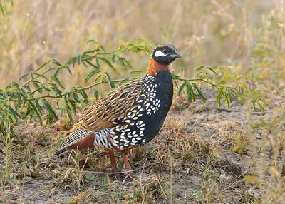 Black Francolin