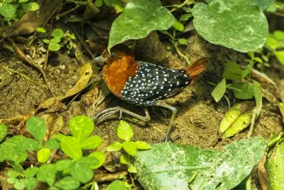 Polluela pulcra