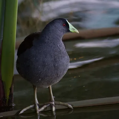 Spot-flanked Gallinule