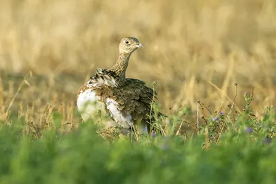 Little Bustard