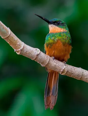 Rufous-tailed Jacamar