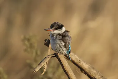 Striped Kingfisher