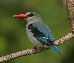 Mangrove Kingfisher