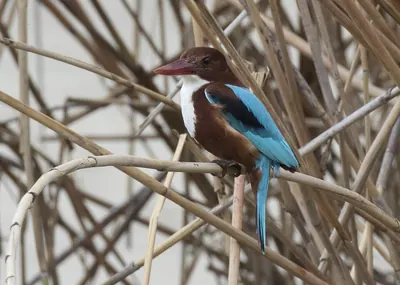 White-breasted Kingfisher