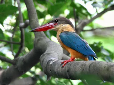 Stork-billed Kingfisher