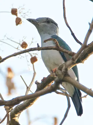 Cuckoo-roller