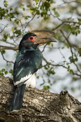 Trumpeter Hornbill