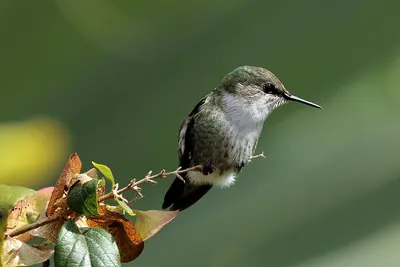 Colibri nain