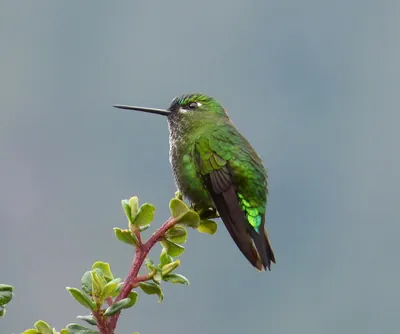 Black-thighed Puffleg