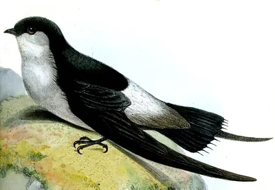 Gray-rumped Swift