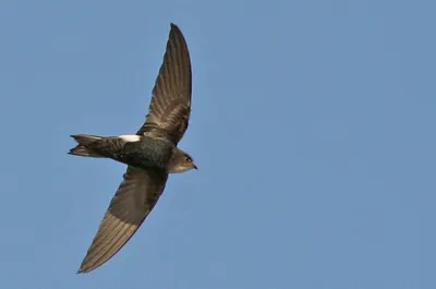 Horus Swift