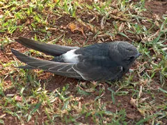 White-rumped Swift