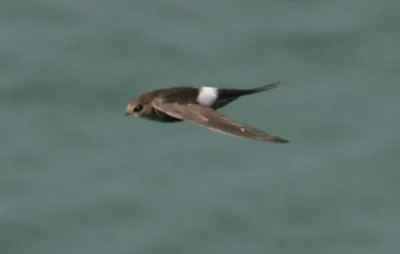 Pacific Swift