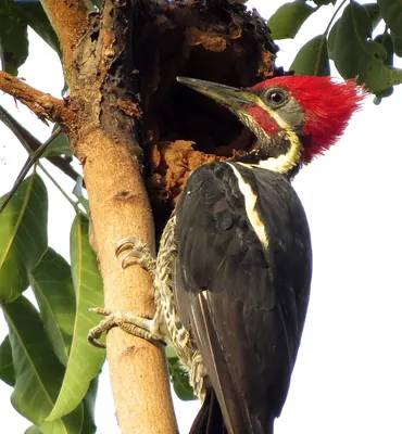 Lineated Woodpecker