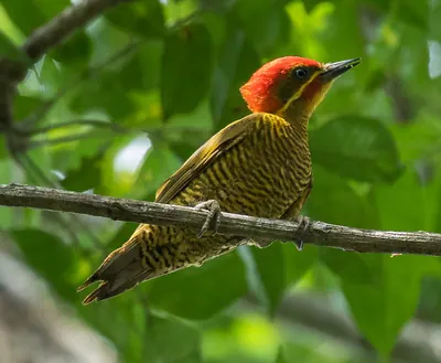 Golden-green Woodpecker
