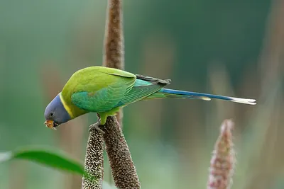 Plum-headed Parakeet