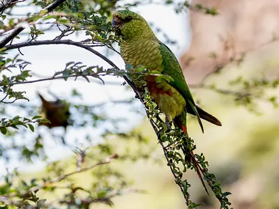 Austral Parakeet
