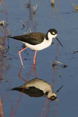 Black-necked Stilt
