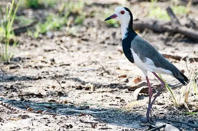 Long-toed Lapwing