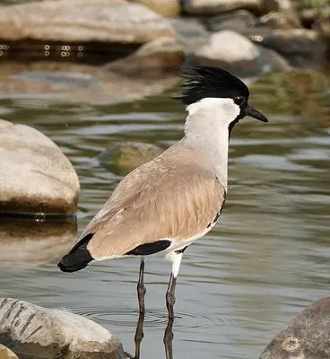 River Lapwing