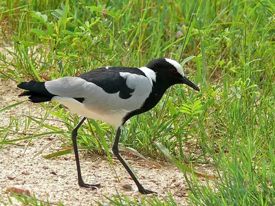 Blacksmith Lapwing