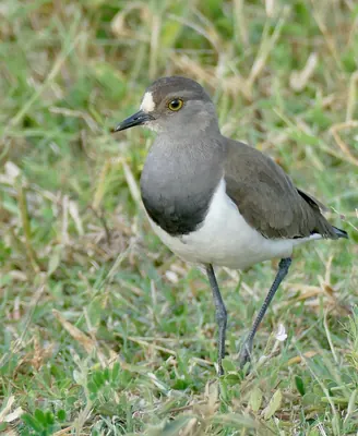Lesser Black-winged Plover