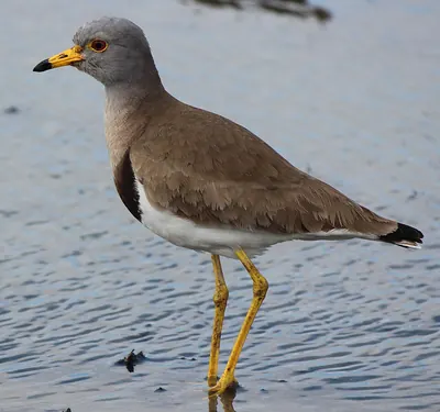 Grey-headed Lapwing