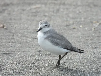 Wrybill