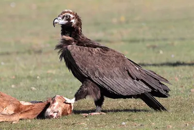 Eurasian Black Vulture