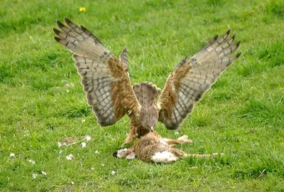 Swamp Harrier